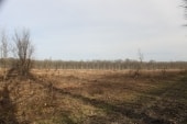 Forêt de Dreux près du Cr des 5 Croix